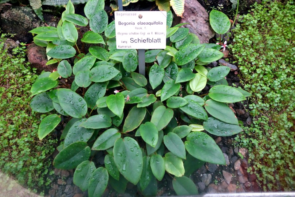 Begonia elaeagnifolia - Botanischer Garten, Dresden, Germany - DSC08787
