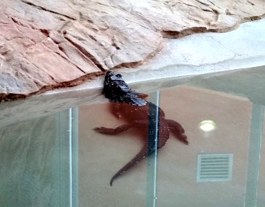 Bdg zoo terrarium 21 01-2015