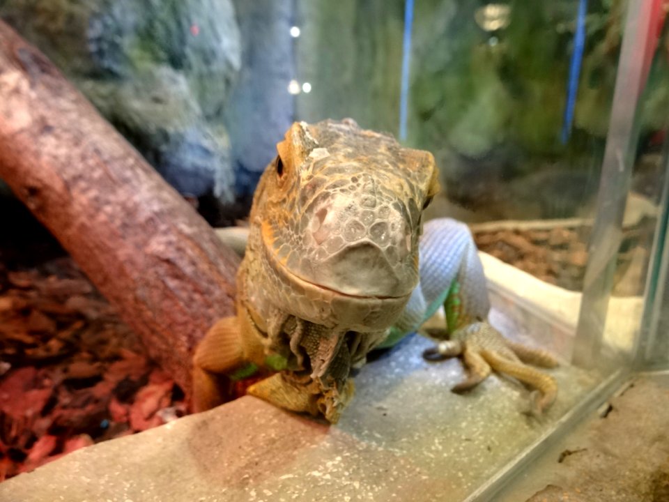 Bdg zoo terrarium 4 01-2015