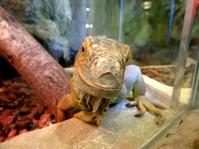 Bdg zoo terrarium 4 01-2015