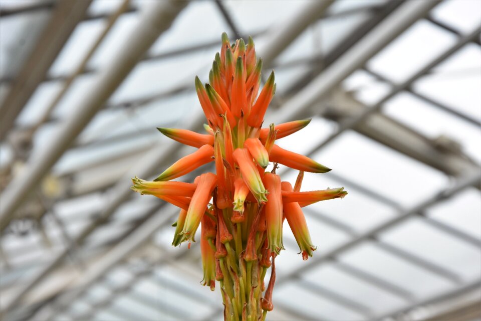 Bloom flower cactus flowers