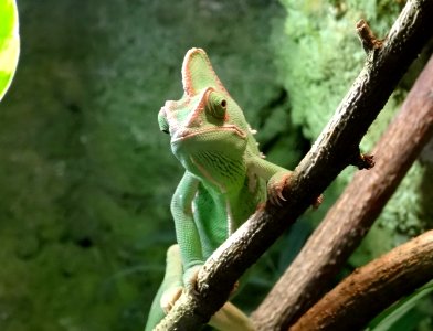 Bdg zoo terrarium 27 01-2015