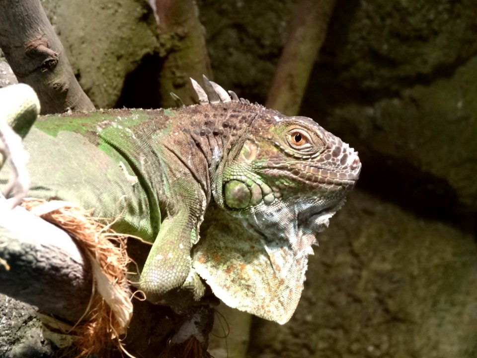 Bdg zoo terrarium 7 01-2015