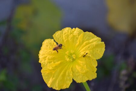 Honey bee nectar pollination