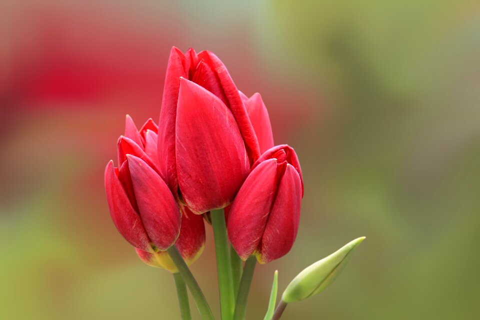 Bloom plant bright