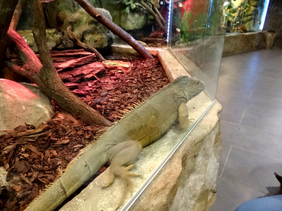 Bdg zoo terrarium 28 01-2015