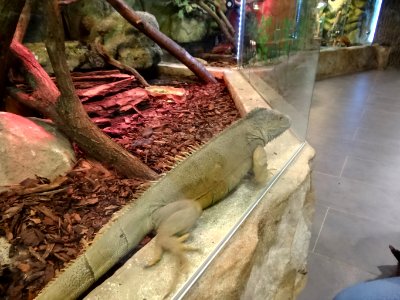 Bdg zoo terrarium 28 01-2015