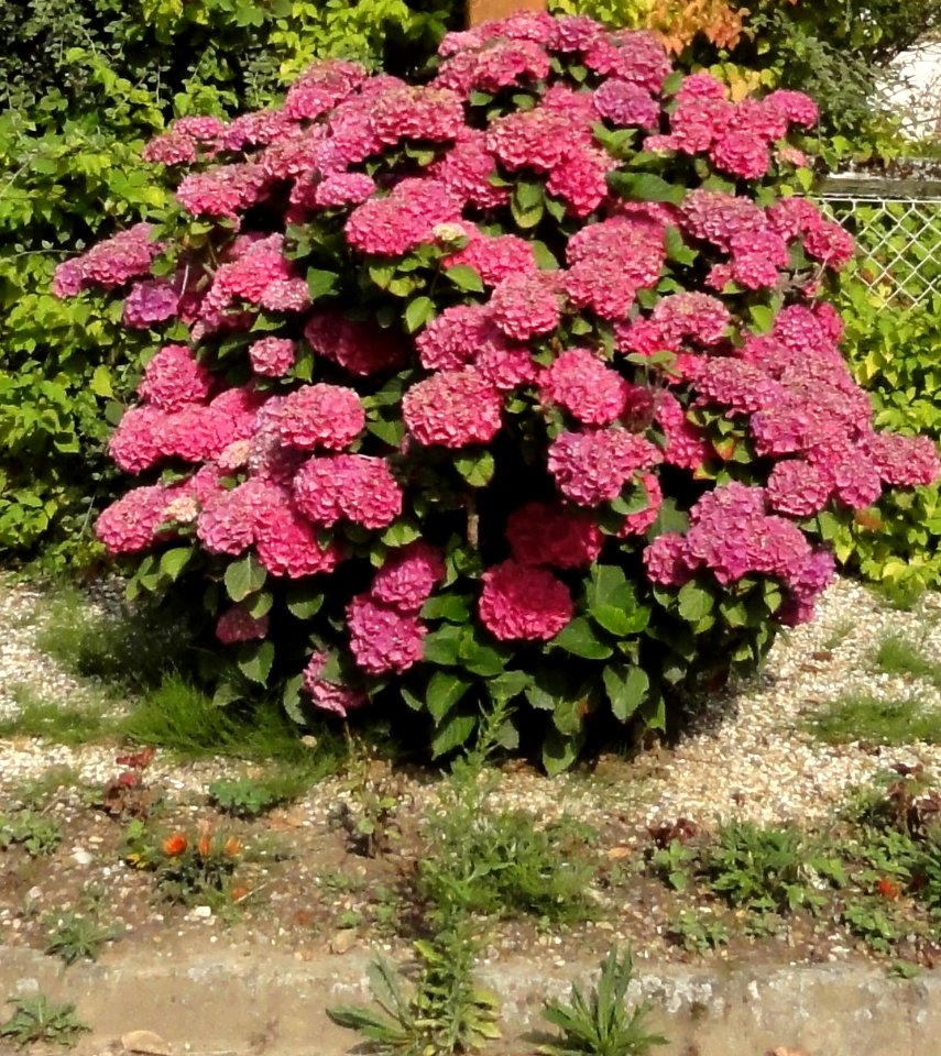 Auzebosc (Seine-Mar.) hydrangea rouge