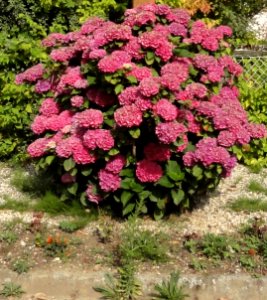 Auzebosc (Seine-Mar.) hydrangea rouge
