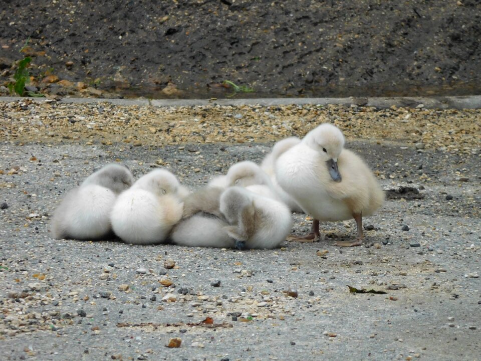 Nestled juvenile cygnets