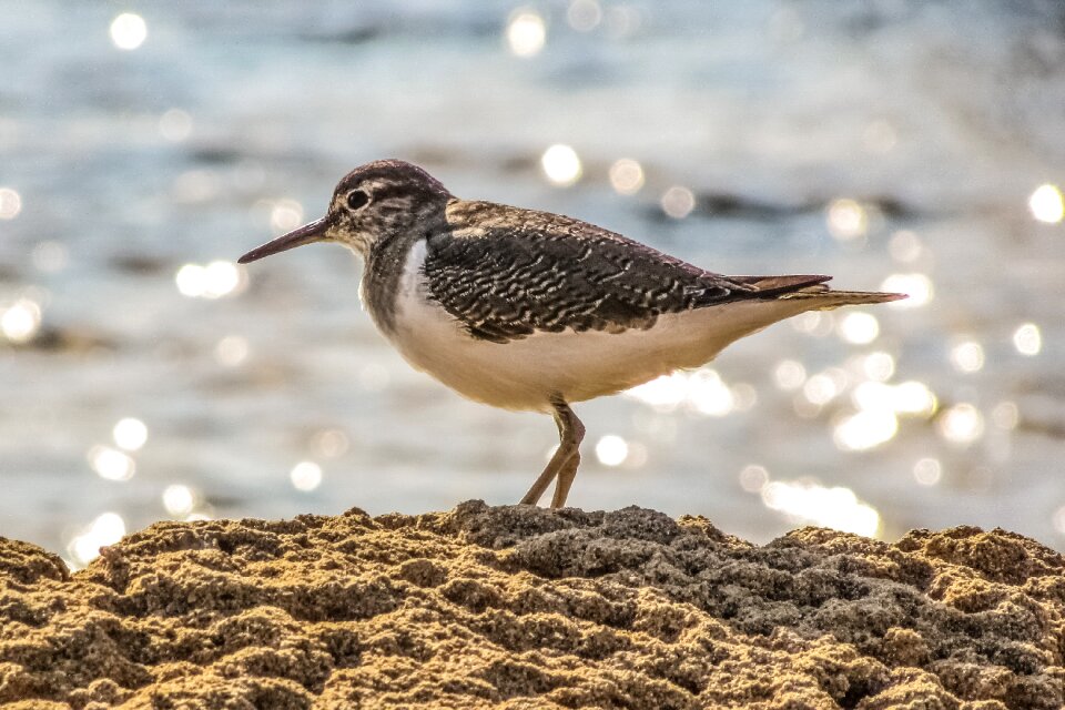 Migratory nature wild
