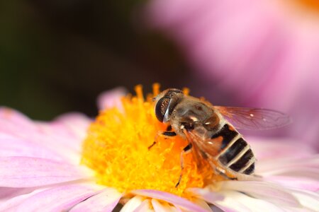 Pollen flower bee photo