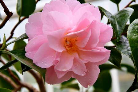 Pink flower blossom bloom photo