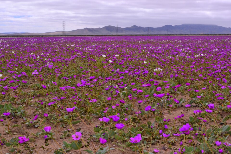 Colorful season blooming