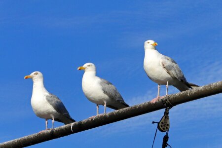 Seagull animal ornithology photo