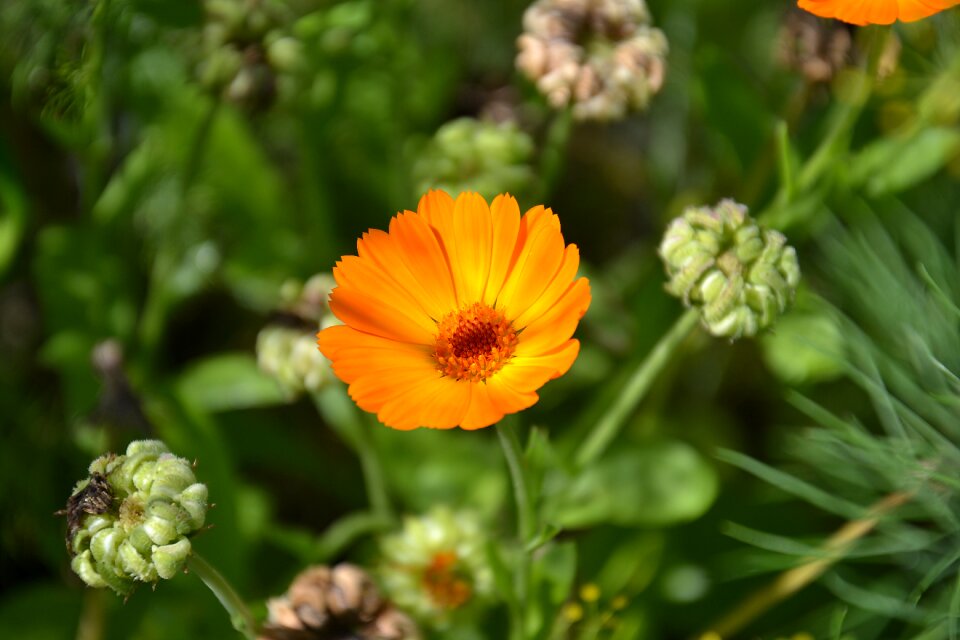 Orange summer flowers beautiful