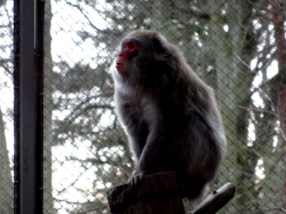 Bdg zoo 29 12-2014