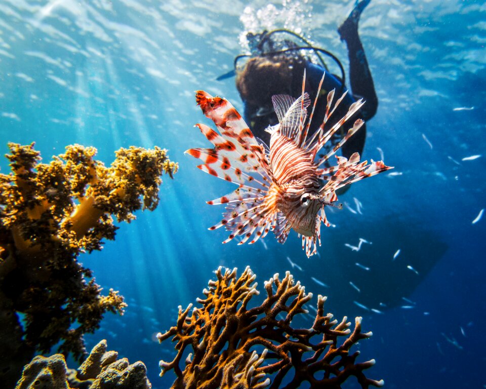 Diving marine nature