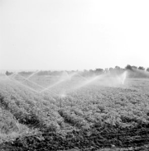 Bevloeiingswerken in Galilea Sproeiinstallatie op een stuk landbouwgrond in wer, Bestanddeelnr 255-4815