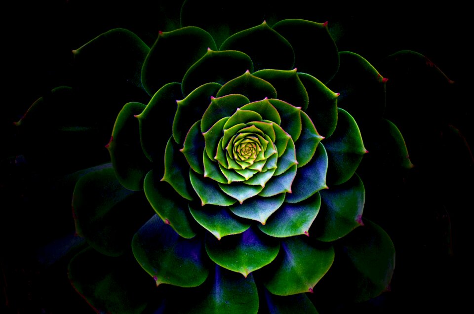 Color pattern leaf