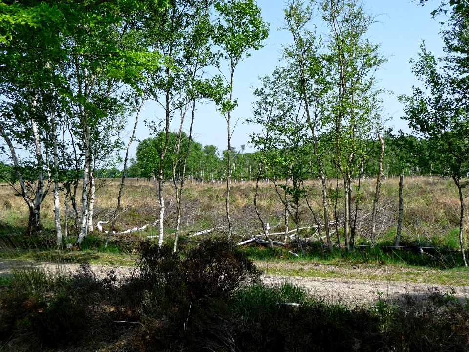 Birches in spring on the moor of Fchterloerveen photo