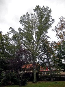 Birke Brückenau, 2