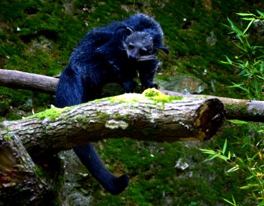 Binturong Zoo Pont Scorff 17082015 2