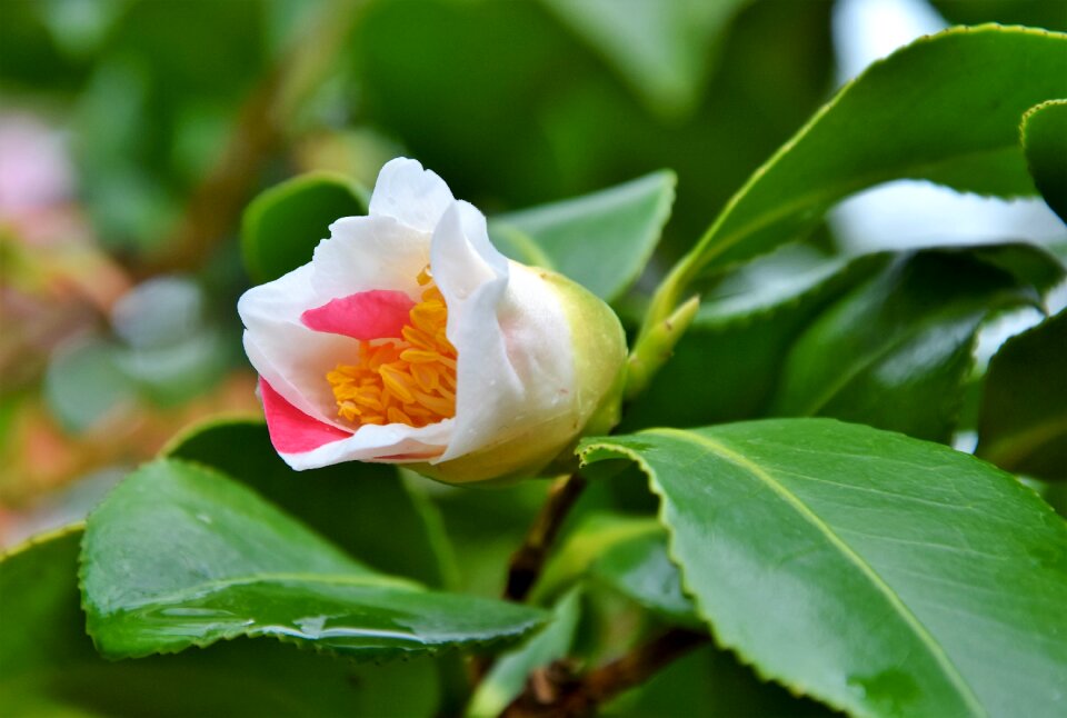 White flower petals pistil