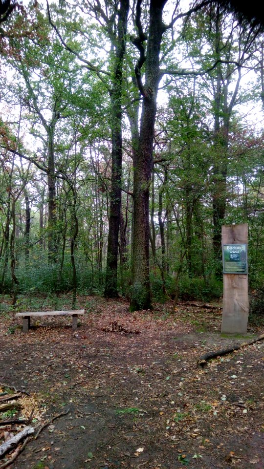 Bischofswiese DölauerHeide Halle