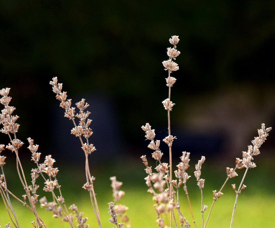 Winter spring grass