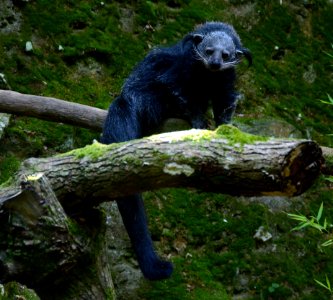 Binturong Zoo Pont Scorff 17082015 1