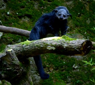 Binturong Zoo Pont Scorff 17082015 1 photo