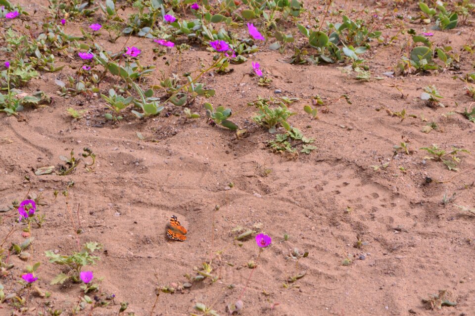 Environment season brown earth