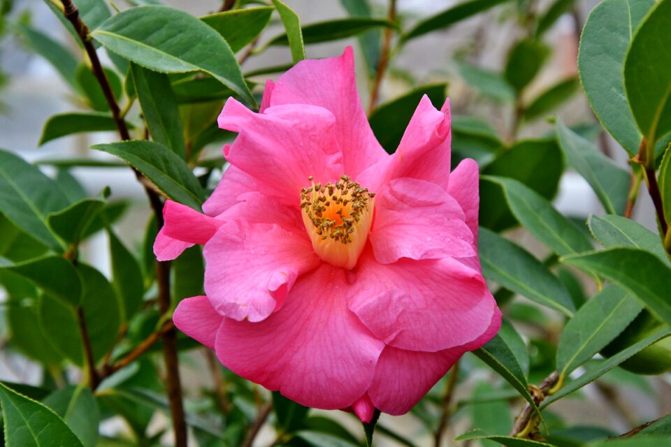 Pink flower petals pistil