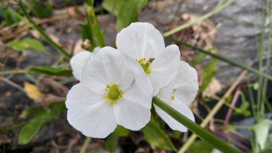 White flowers flowers asian flowers