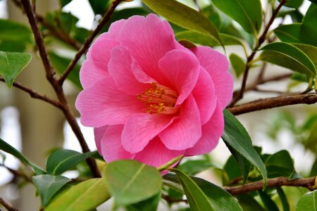 Pink flower petals pistil