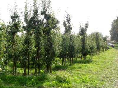 Beuningen fruit oogsttijd 3
