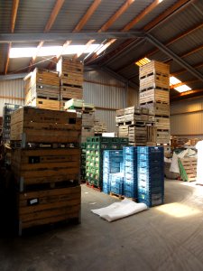 Beuningen fruit oogsttijd 6