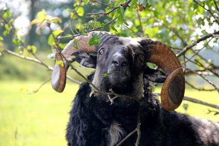 Animals horn sheep