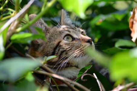 Outdoor petit cat