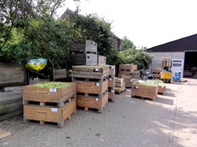 Beuningen fruit oogsttijd 5