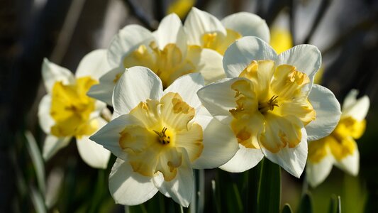 Narcissus daffodil close up