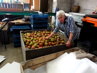 Beuningen fruit oogsttijd 8