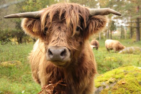 Bovine highlandcattle cattle
