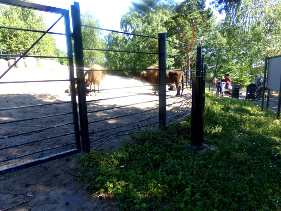 Bison bonasus in Korkeasaari