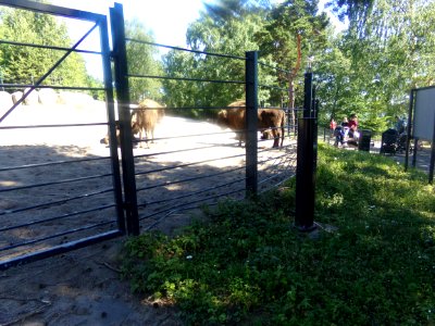 Bison bonasus in Korkeasaari