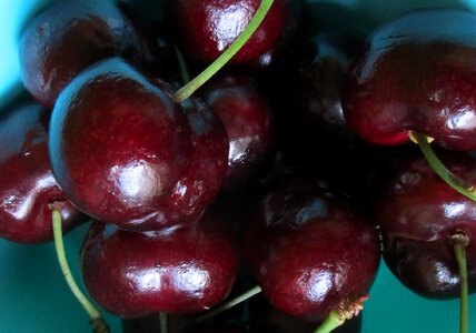 Red berries moreller summer