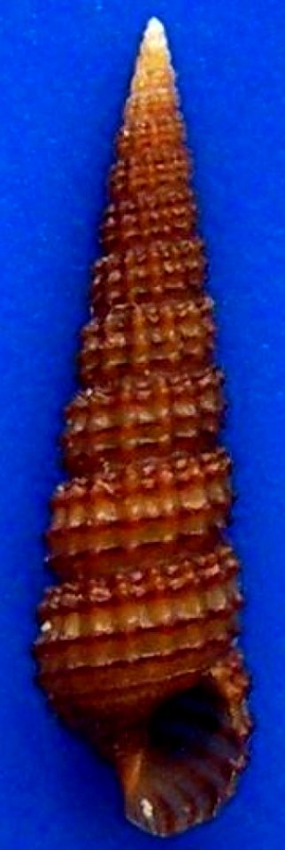 Bittium reticulatum (da Costa, 1778) - BioLib