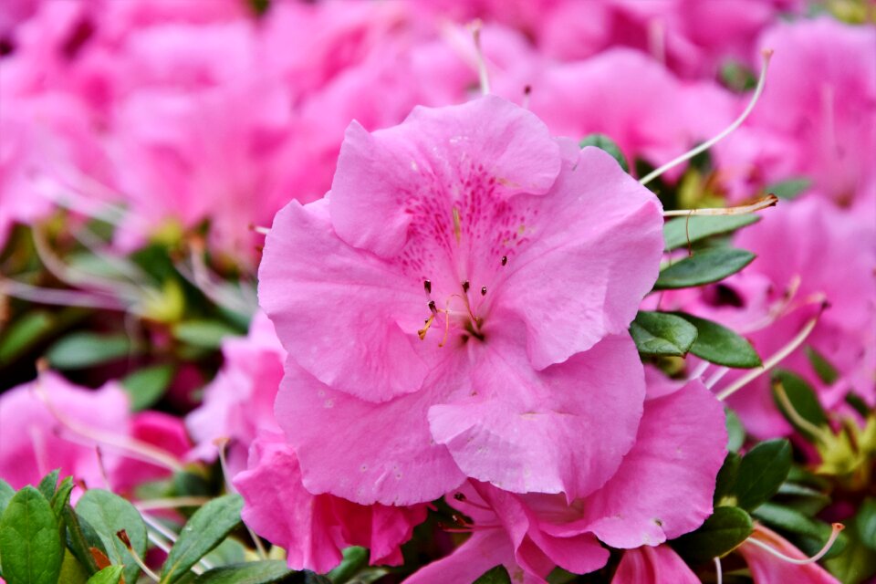 Pink flower petals pistil photo