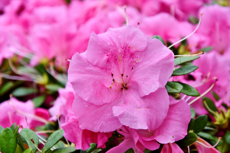 Pink flower petals pistil